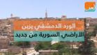 الورد الدمشقي يزين  الأراضي السورية من جديد