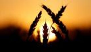 السعودية تطرح مناقصة عالمية لشراء 770 ألف طن قمح