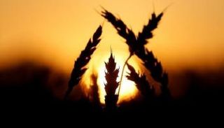 سنابل قمح في حقل روسي