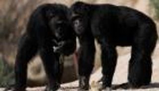 محكمة أمريكية: الشمبانزي ليس كالبشر ولا يمكن تحريره من الأسر