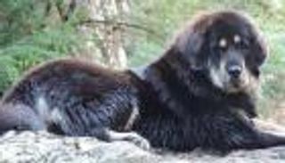 مدينة صينية تتبنى سياسة "الكلب الواحد"