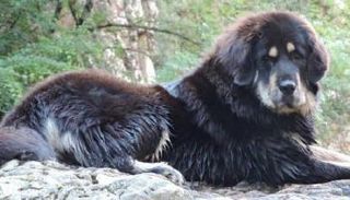 سياسة الكلب الواحد