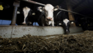 الخطوط القطرية تستبدل عملائها بـ4000 بقرة 