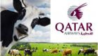 الخطوط القطرية تستبدل عملاءها بـ4000 بقرة