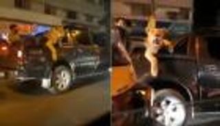 بالفيديو.. باكستاني يتجوّل بأسد على ظهر شاحنته