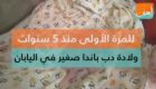 للمرة الأولى منذ 5 سنوات ولادة دب باندا صغير في اليابان