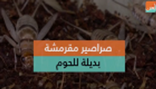 صراصير مقرمشة بديلة للحوم