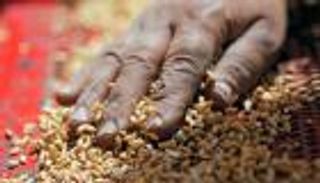 مصر تستهدف استيراد 6.2 مليون طن قمح حتى 2018