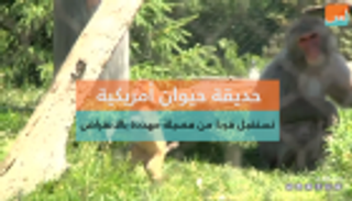 حديقة حيوان أمريكية تستقبل قردا من فصيلة مهددة بالانقراض