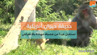 ولادة قرد في حديقة حيوان أمريكية