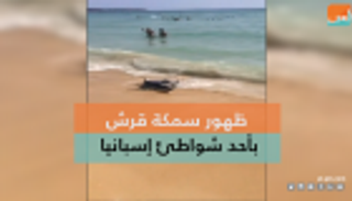 سمكة قرش تظهر بأحد شواطئ إسبانيا