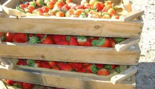 روسيا تعيد لتركيا شحنة من الفراولة الفاسدة