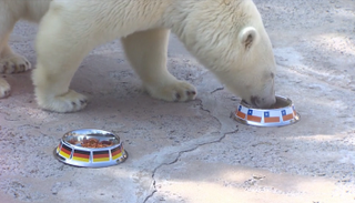 نيكا تتوقع فوز تشيلي على ألمانيا