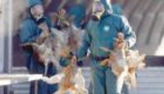 فرنسا تؤكد حالة إصابة بإنفلونزا الطيور شديدة العدوى