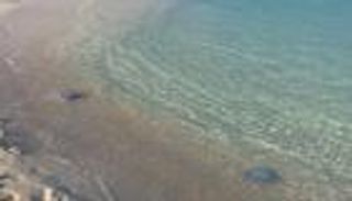 بالفيديو.. سيدة مصرية تتحدى لسعات قنديل البحر بطهيه 