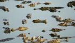 بالصور.. تايلاند تجتذب السياح بمزارع تماسيح 