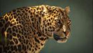 بالفيديو.. نمر يتعرض للصعق أثناء البحث عن غذاء