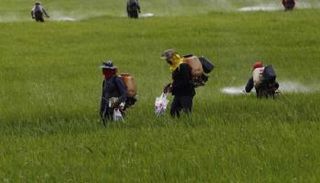 زراعة الأرز البسمتي في الهند