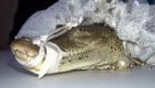 بالصور.. عمدة مكسيكي يتزوج "تمساحا"