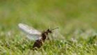 الحشرات الطائرة تغزو ملاعب ويمبلدون