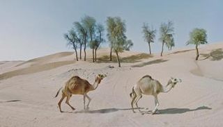 إحدى اللقطات التي التقطتها جاكي