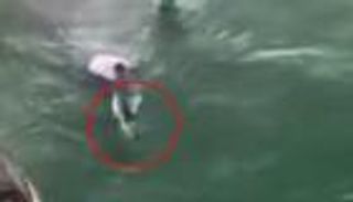 بالفيديو.. سمكة قرش تلتهم ذراع صياد في كاليفورنيا