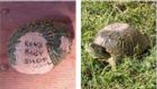 سلحفاة تعود إلى رجل أصلح صدفتها بعد عام من العلاج