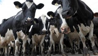 الخطوط الجوية القطرية تنقل 4 آلاف بقرة