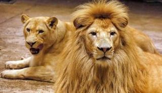 الحياة البرية والبشرية مهددتان بالانقراض