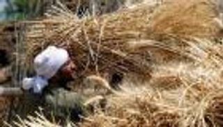 مصر توقف دعم دقيق الخبز وتخفض واردات القمح