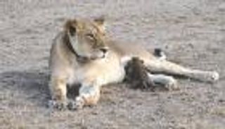 بالصور.. حالة نادرة.. أنثى أسد تتبنى فهدا بعد فقدان أشبالها
