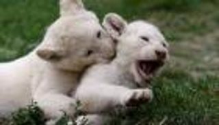 ولادة نادرة.. 5 توائم أشبال بيضاء بحديقة حيوان تشيكية