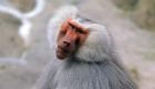 قرد يغرق مدينة سياحية في الظلام