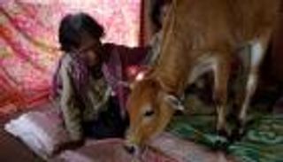 بالصور.. امرأة كمبودية تتزوج عجلا