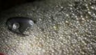 تواصل نمو تجارة أبوظبي من اللؤلؤ والأحجار الكريمة