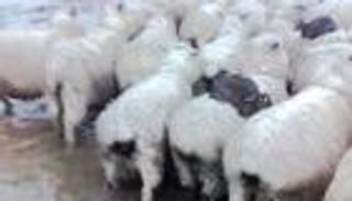 على ظهر الخراف.. أرانب تنجو من الفيضانات بنيوزيلندا