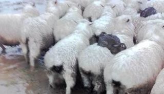 الأرانب قفزت على ظهر الخراف للنجاة من الفيضان