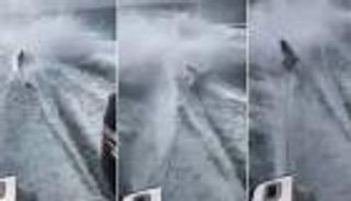 بالفيديو .. 3 صيادين متهمون بإهانة سمكة قرش