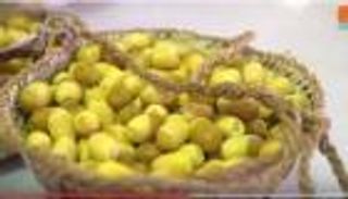 بالفيديو.. تعرف على مراحل وشروط "مزاينة الرطب"