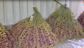 تعرف على أنواع الرطب في مهرجان ليوا للرطب