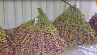 بعض أنواع الرطب