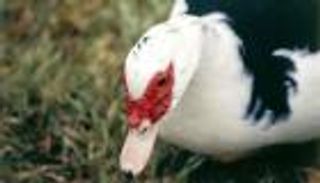 امرأة هندية طلبت إعدام جارة قُتلت لها بطة تضع البيض