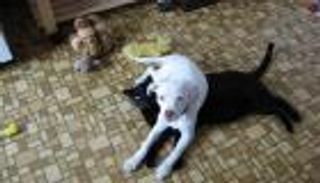 بالصور.. هكذا تنتقم الكلاب من القطط