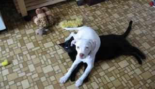 هكذا يعاقب الكلب صديقه القط