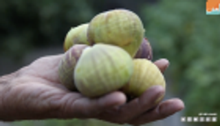 بالفيديو.. التين في فلسطين حكاية بركة بعمر السنين 