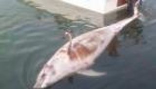 بالصور.. العثور على دولفين نافق على شواطئ الجزائر