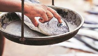 المنتجات البحرية الهندية تخضع للتفتيش في الاتحاد الأوربي