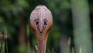 بالصور.. "الكوبرا الضحوك" أفعى منحتها الطبيعة ابتسامة 