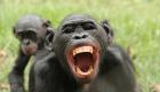 ولادة أنثى قرد "بونوبو" في حديقة حيوان بلجيكية