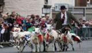 إلغاء سباق للأغنام لعدم الحصول على موافقتها!